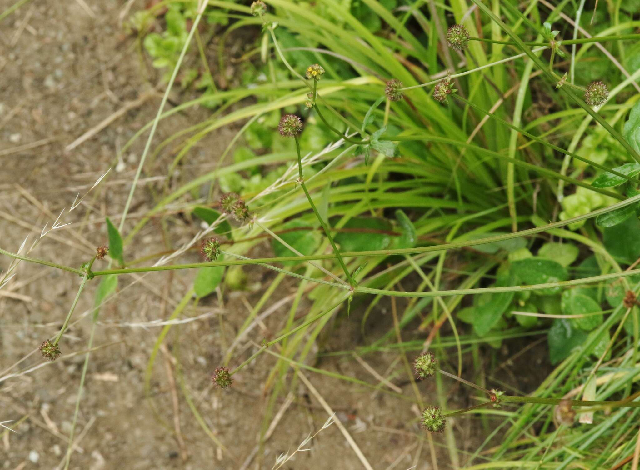 Image of Hoffmann's blacksnakeroot