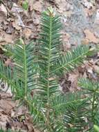 Image of Florida Nutmeg Tree