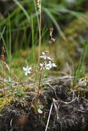 Micranthes foliolosa (R. Br.) Gornall resmi