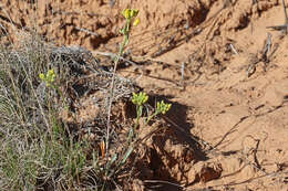 Image of Moapa bladderpod