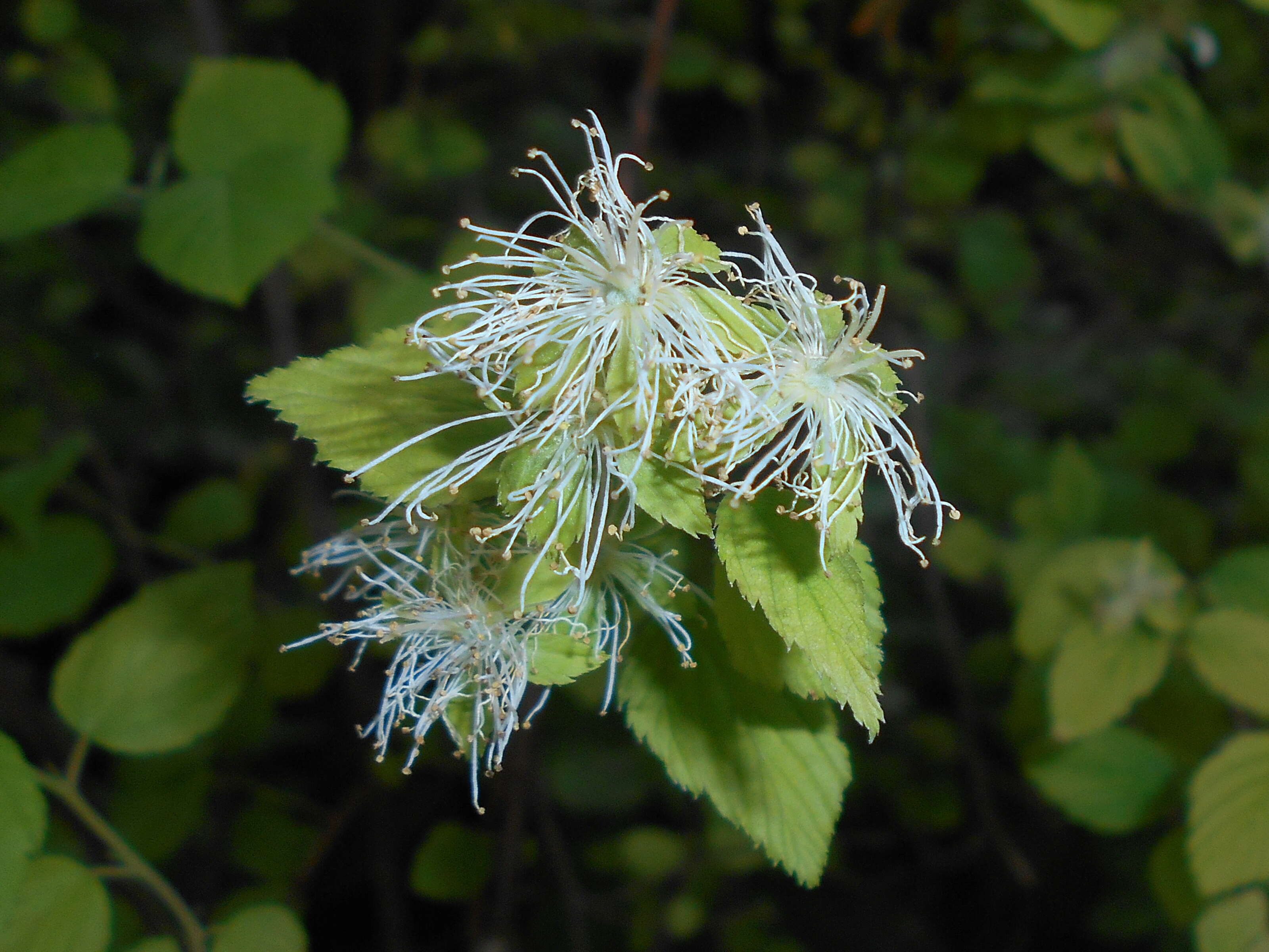 Neviusia alabamensis A. Gray的圖片