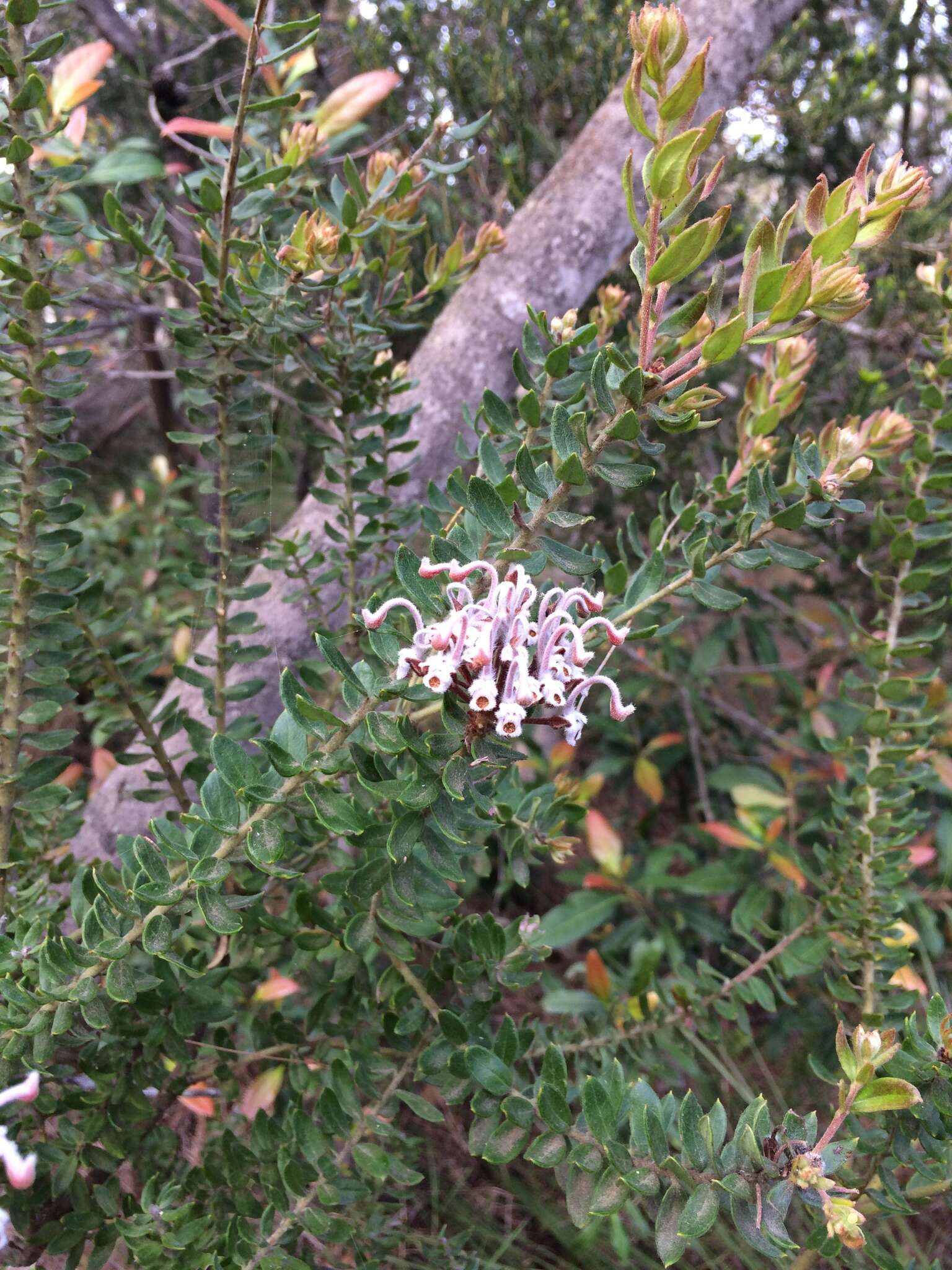 Image of Grevillea buxifolia (Sm.) R. Br.