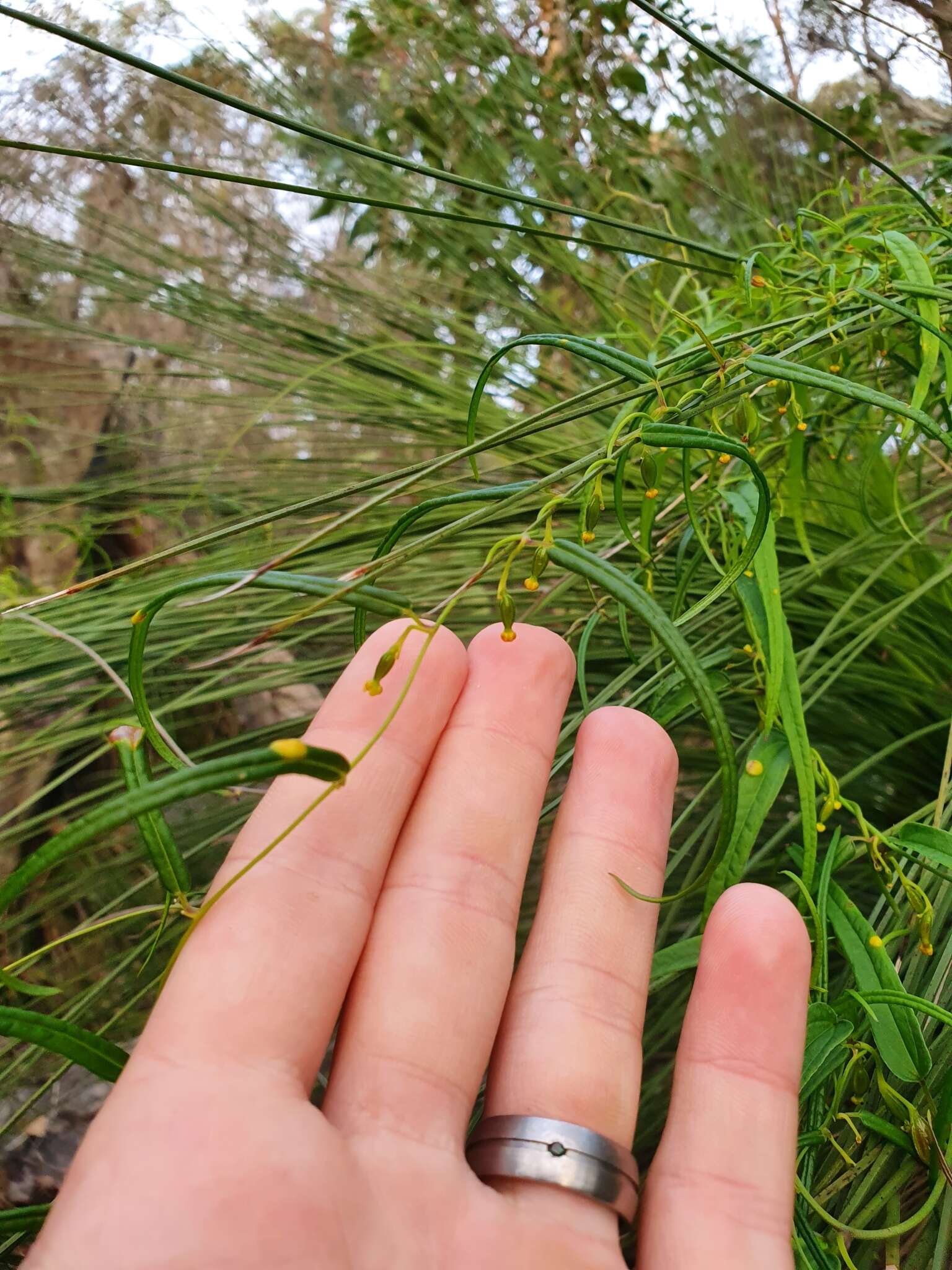 Image of Dioscorea hastifolia Nees