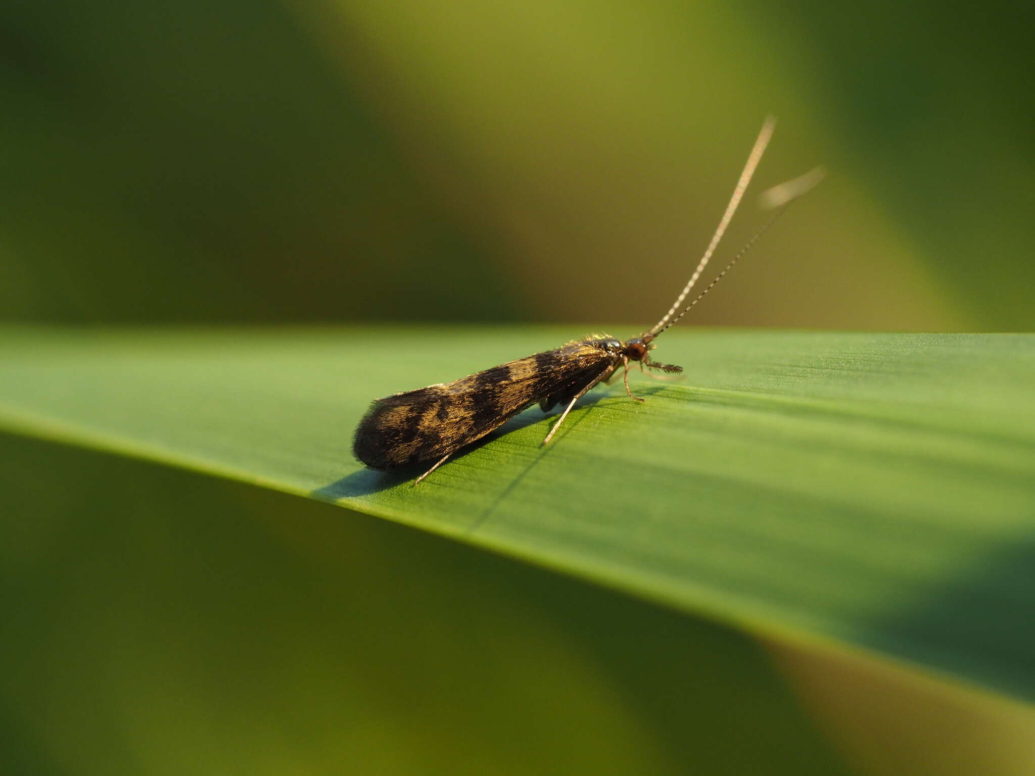 Imagem de Mystacides longicornis (Linnaeus 1758)