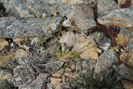 Image of mouse-ear chickweed