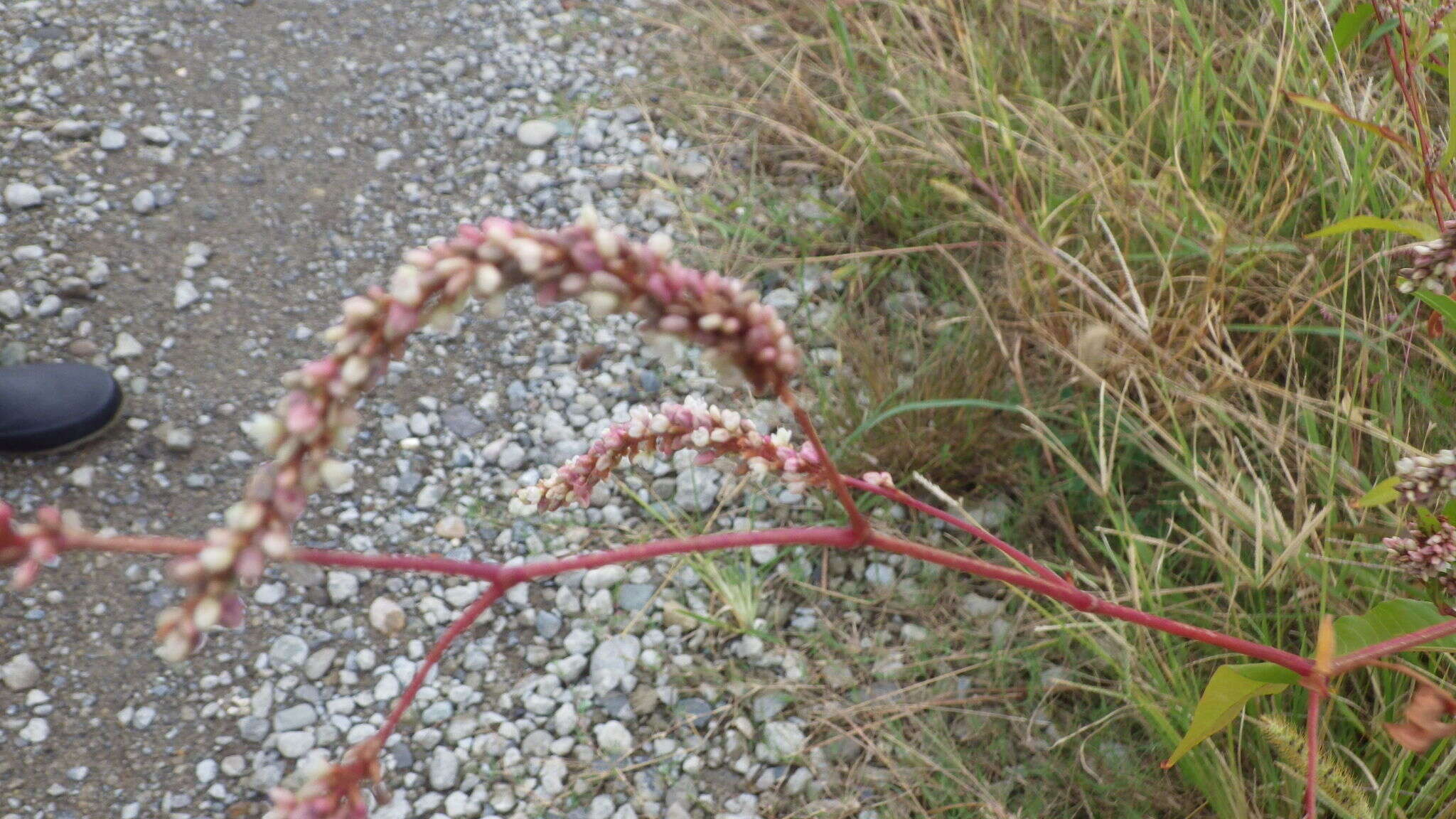 Image of Persicaria lapathifolia subsp. lapathifolia