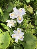 Image of Fringed iris