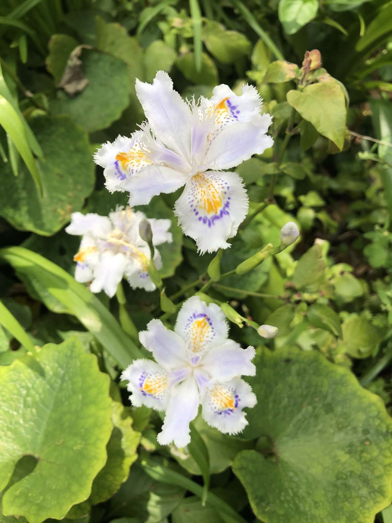 Sivun Iris japonica Thunb. kuva