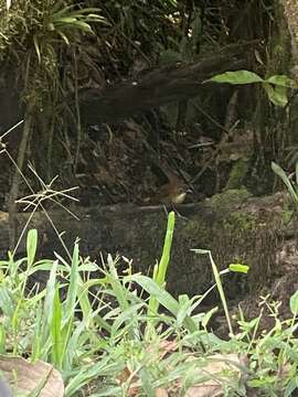 Image of Yellow-breasted Antpitta