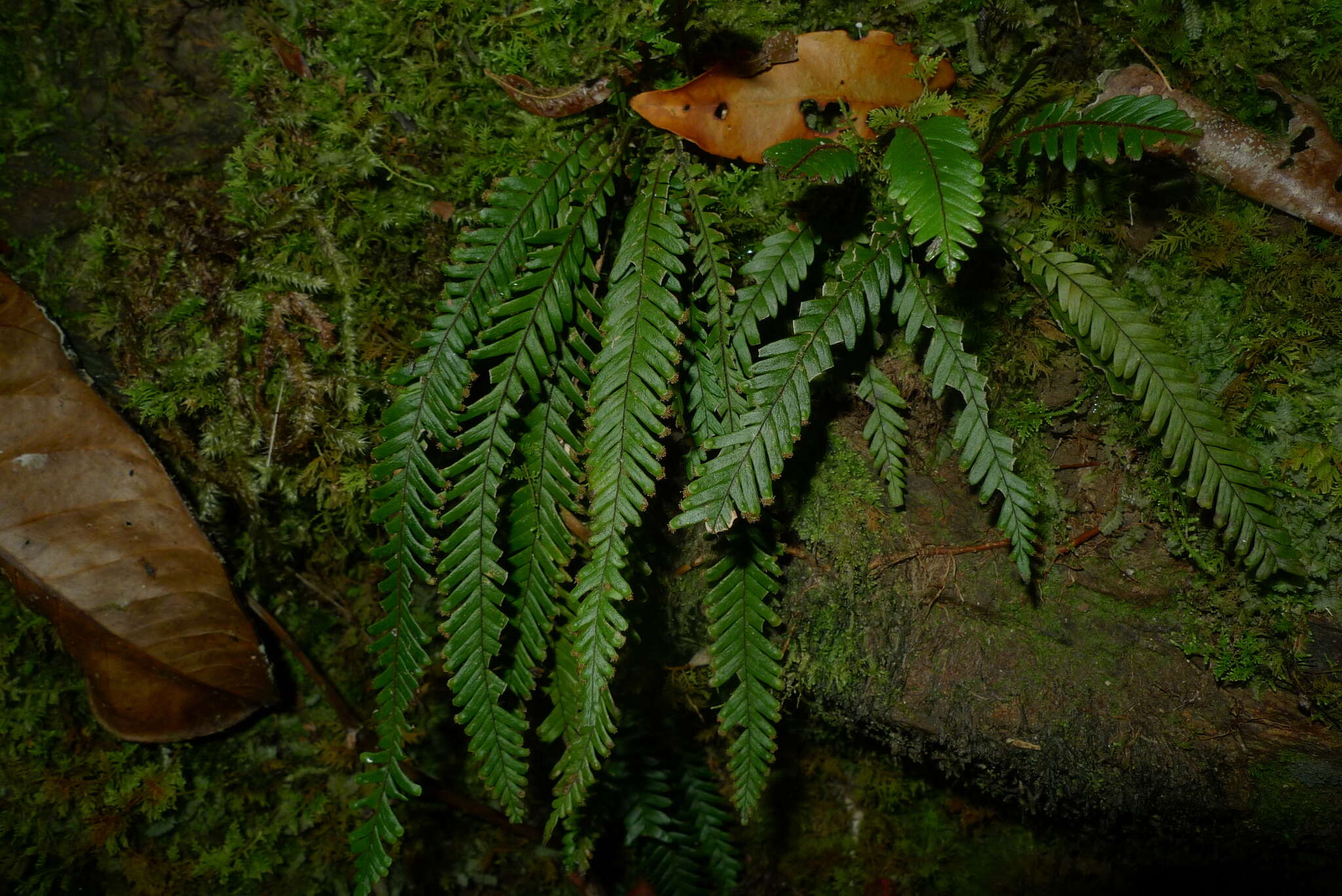 Image of Prosaptia contigua (G. Forst.) C. Presl