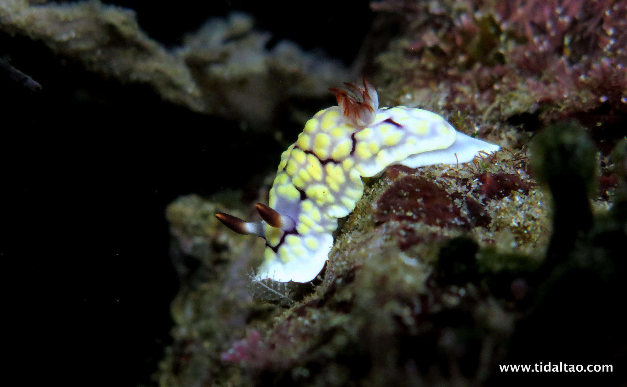 Слика од Goniobranchus conchyliatus (Yonow 1984)