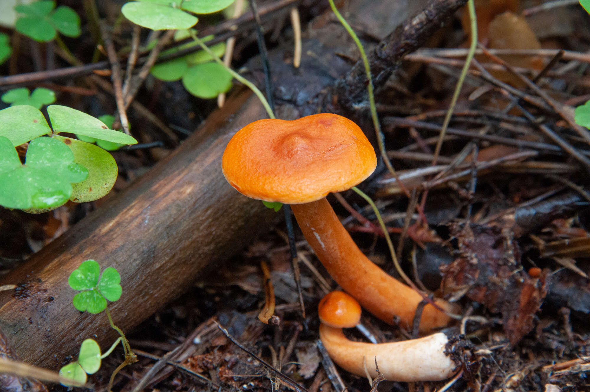 Слика од Lactarius aurantiacus (Pers.) Gray 1821