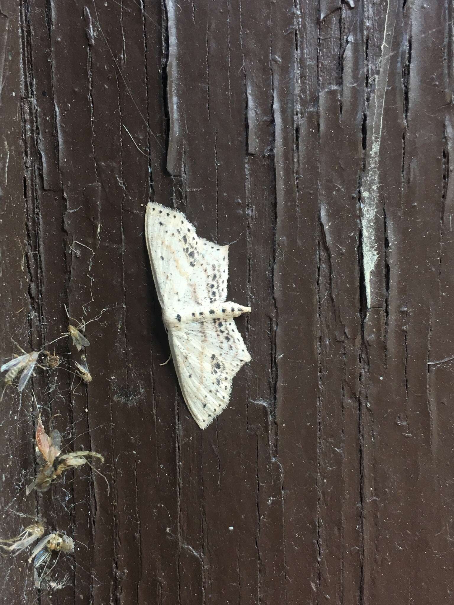 Image of Frosted Tan Wave Moth