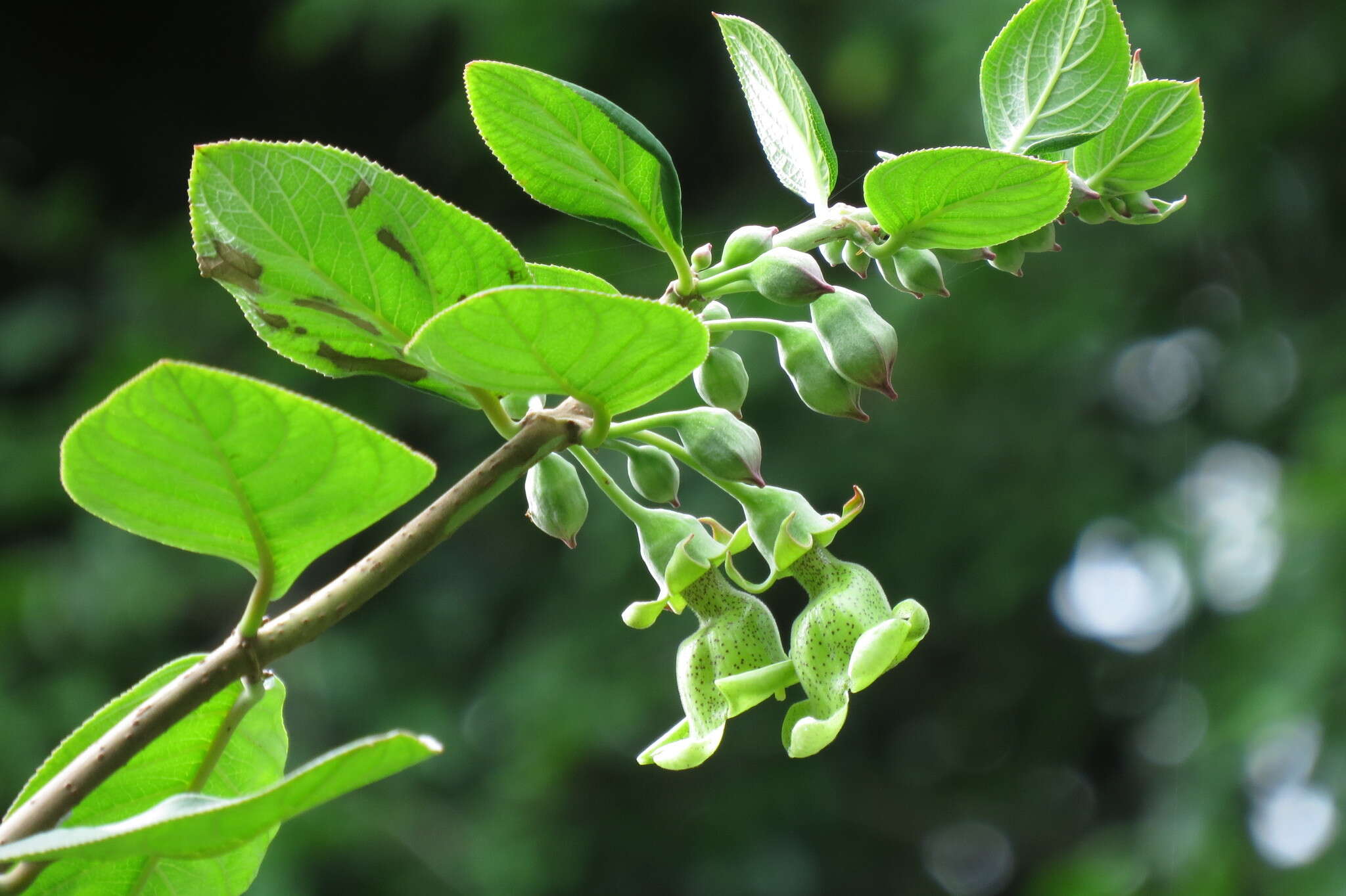 صورة Paliavana prasinata (Ker Gawl.) Benth.