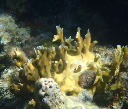 Image of Fire coral