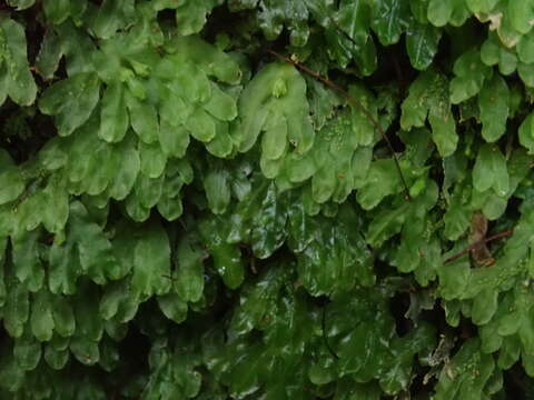 Imagem de Symphyogyna hymenophyllum (Hook.) Nees & Mont.