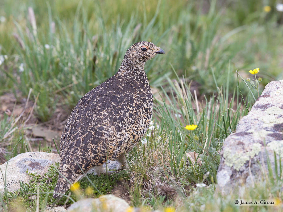 Imagem de Lagopus leucura (Richardson 1831)