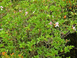 Imagem de Rhododendron mariesii Hemsl. & E. H. Wilson