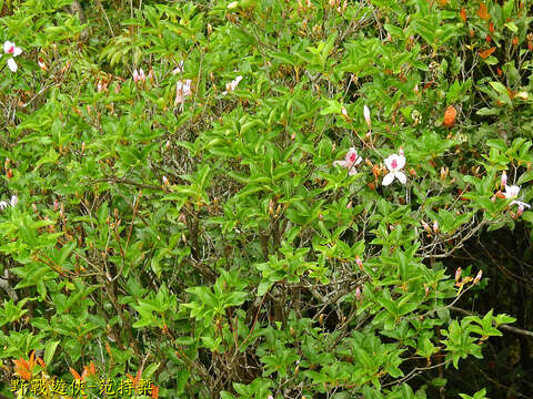 Image of Rhododendron mariesii Hemsl. & E. H. Wilson