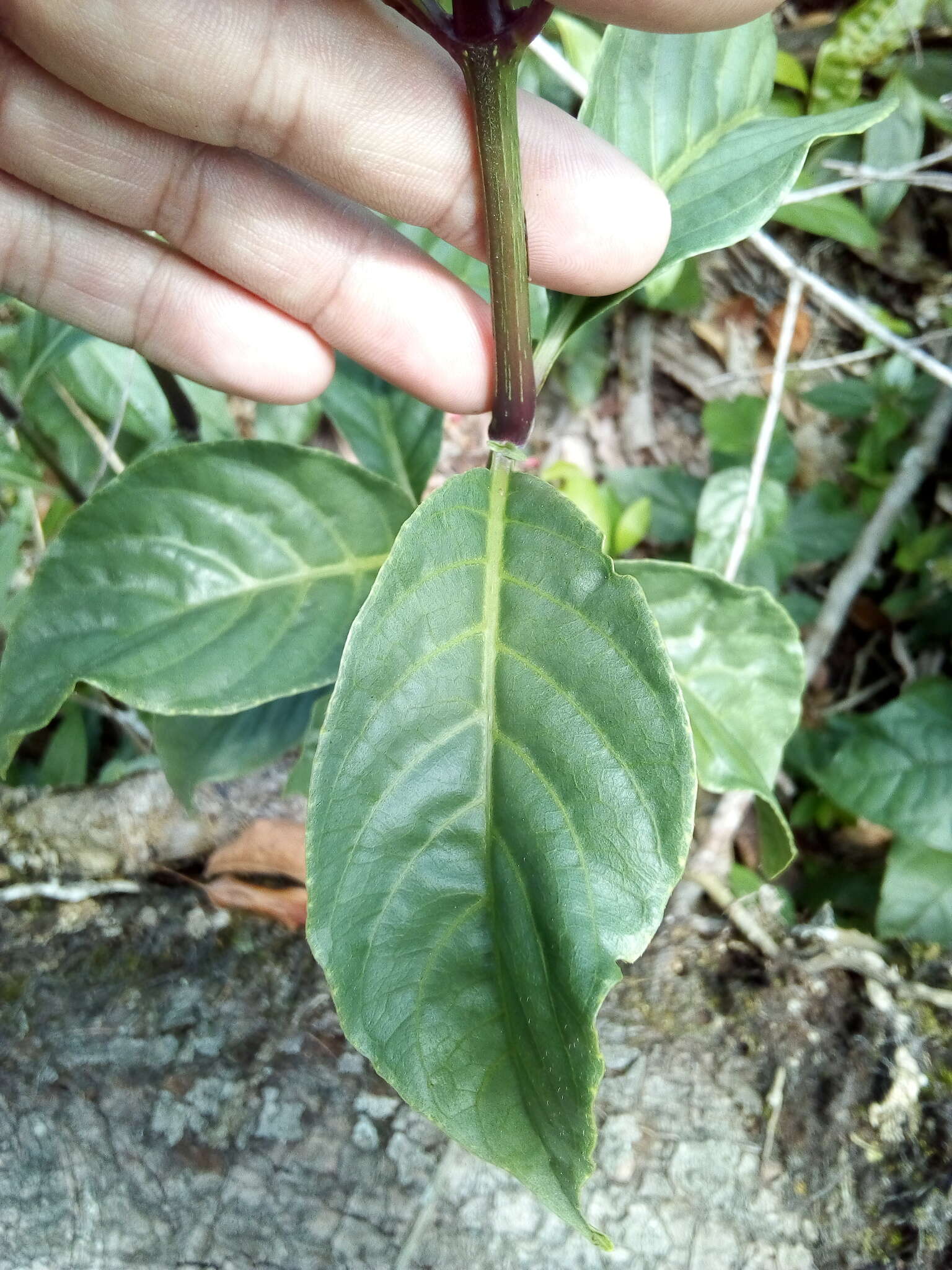 Odontonema glaberrimum (M. E. Jones) V. M. Baum resmi