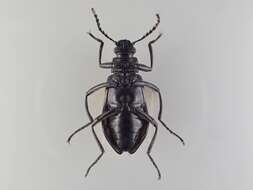 Image of Cuphotes elongatus (J. Thomson 1859)