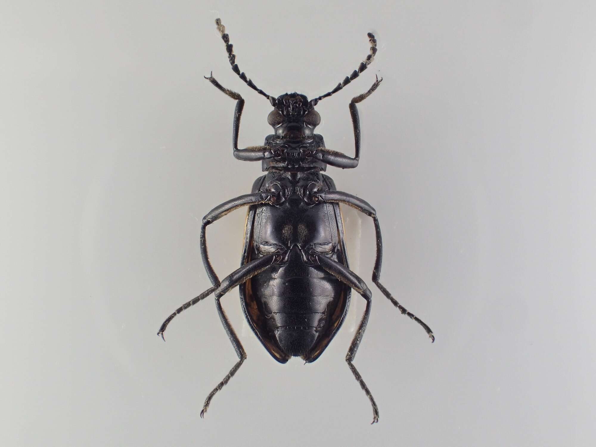 Слика од Cuphotes elongatus (J. Thomson 1859)