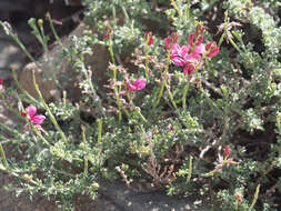 Image of Indigofera meyeriana Eckl. & Zeyh.