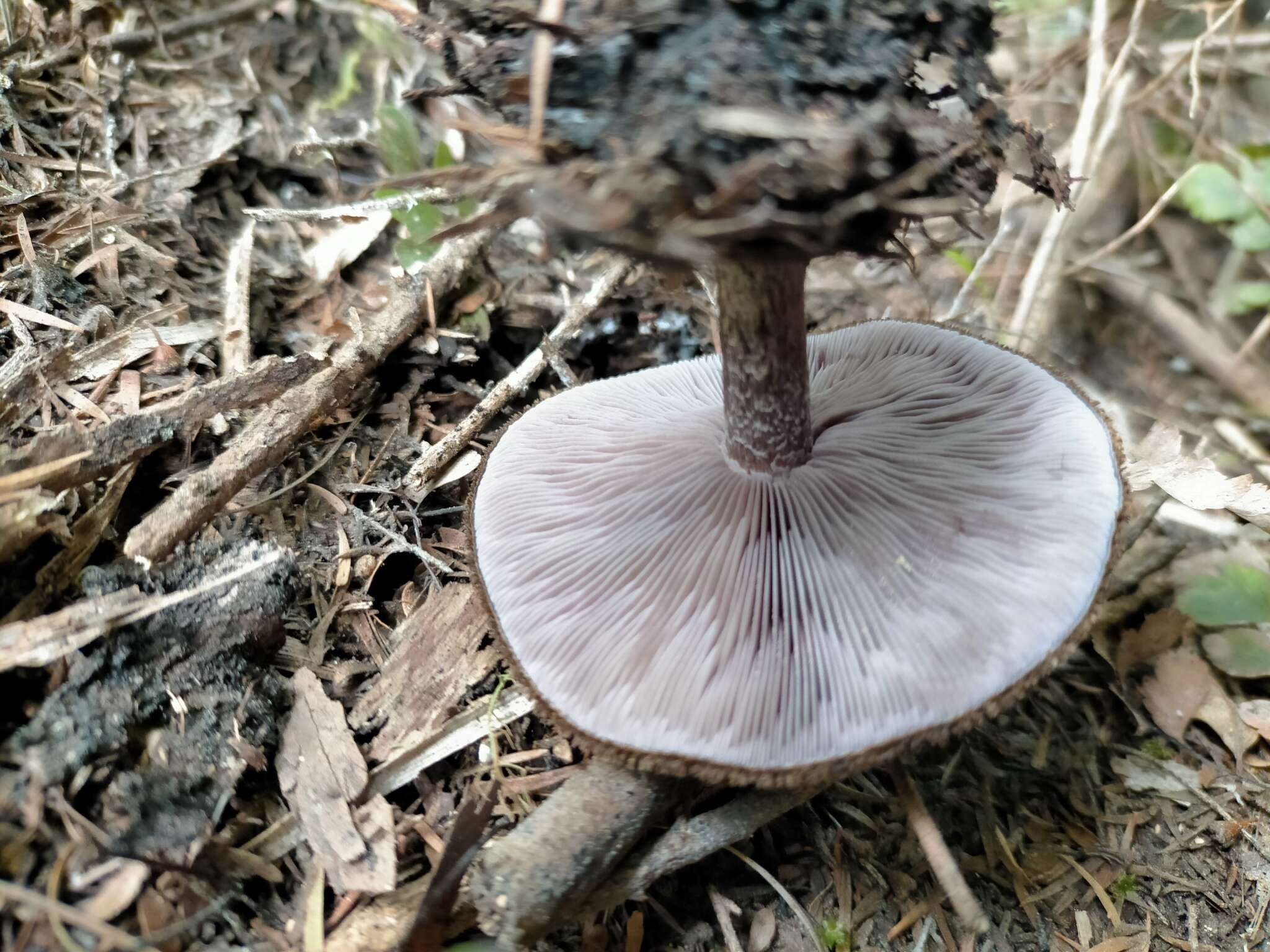 Imagem de Lepista fibrosissima Singer 1954