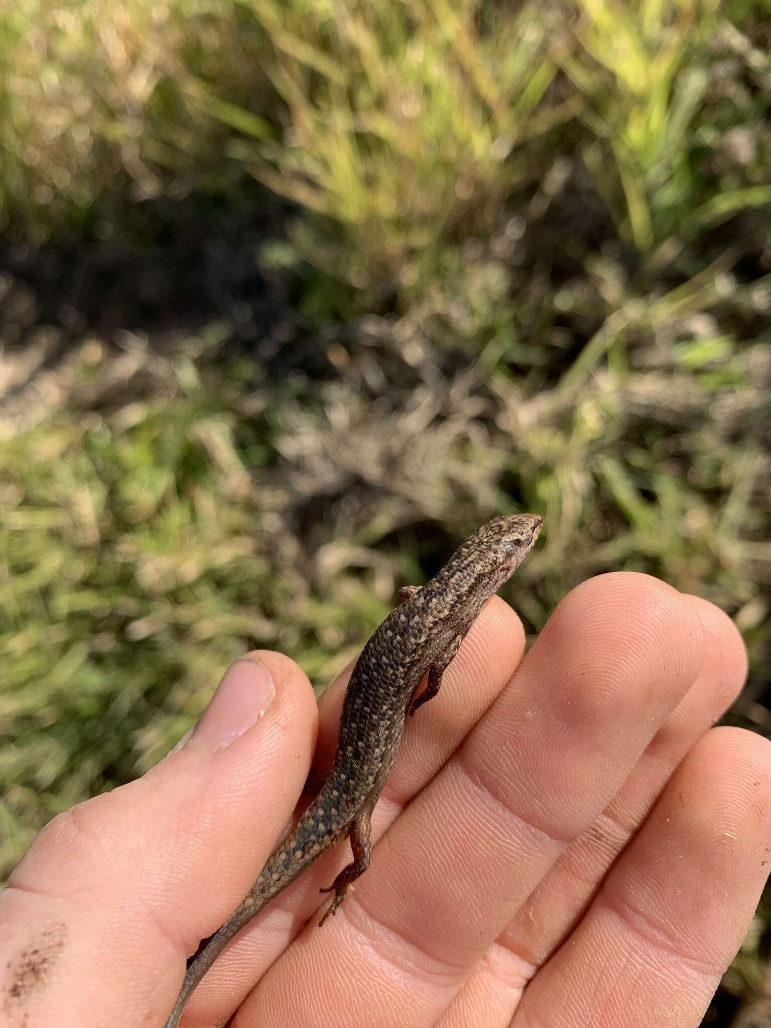 Image of Highland Forest Skink