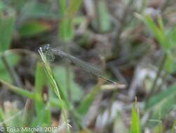 Image of Vesper Bluet