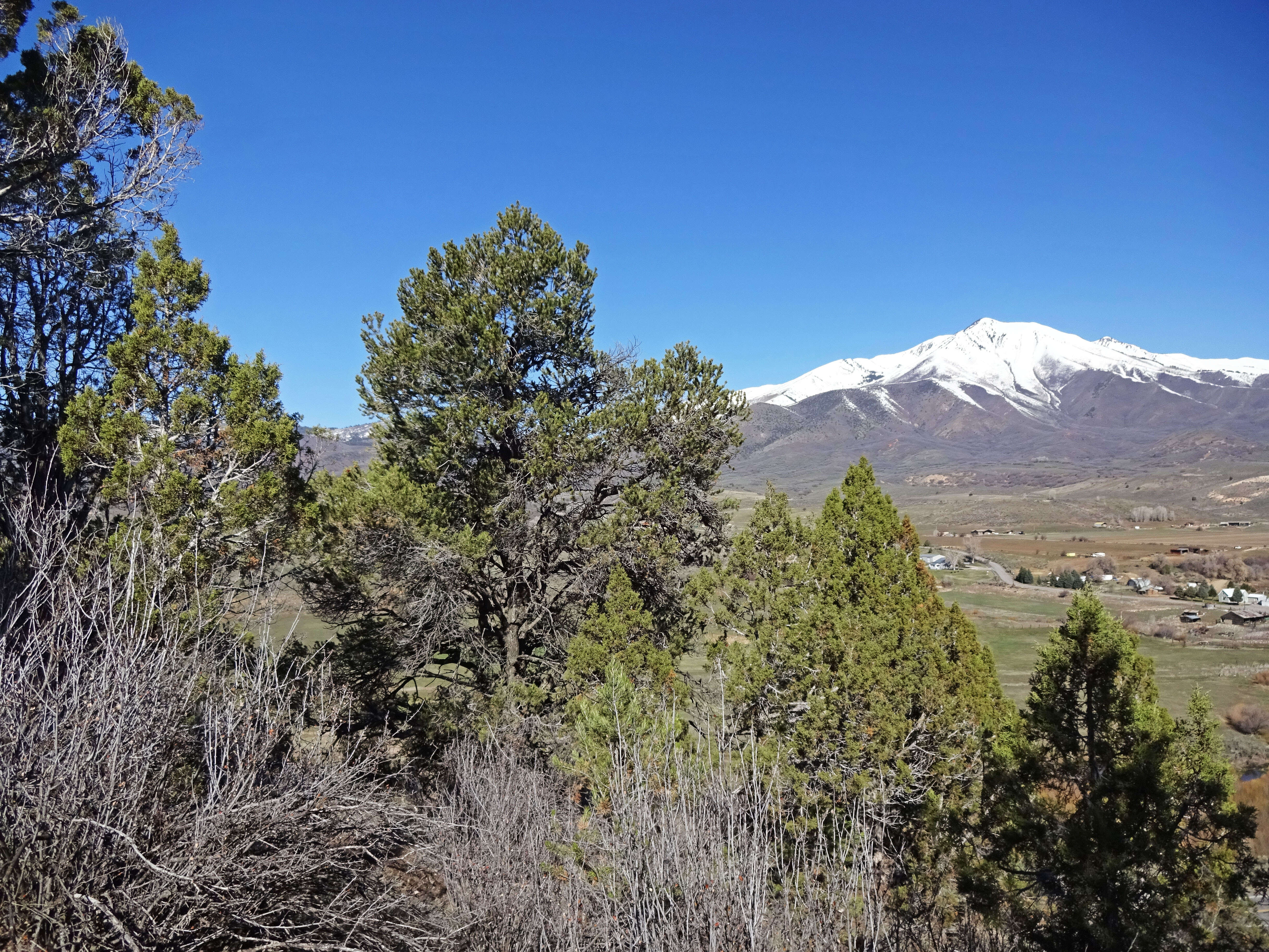 Image of Colorado Pinyon