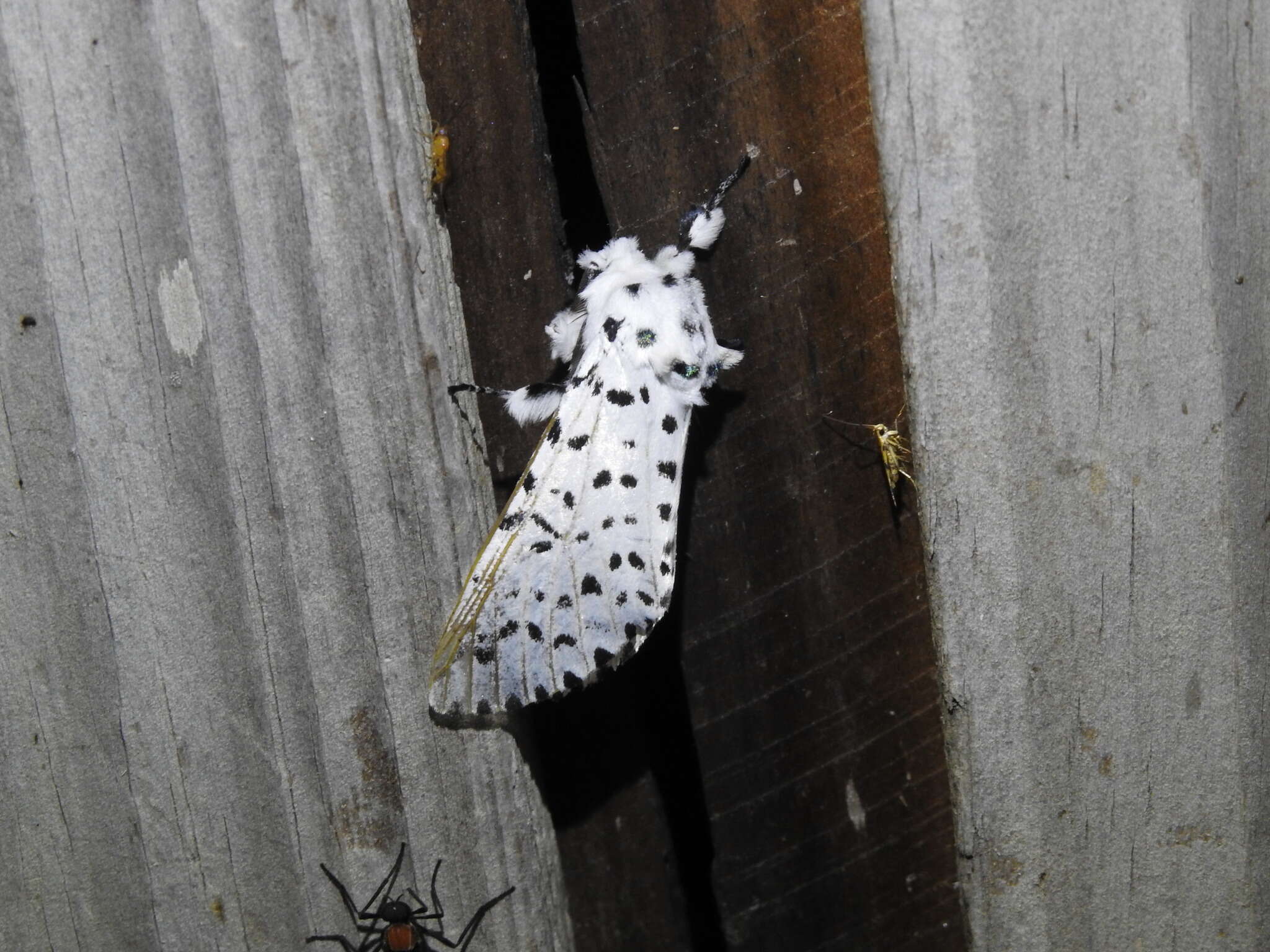 Image of Kamalia multipunctata