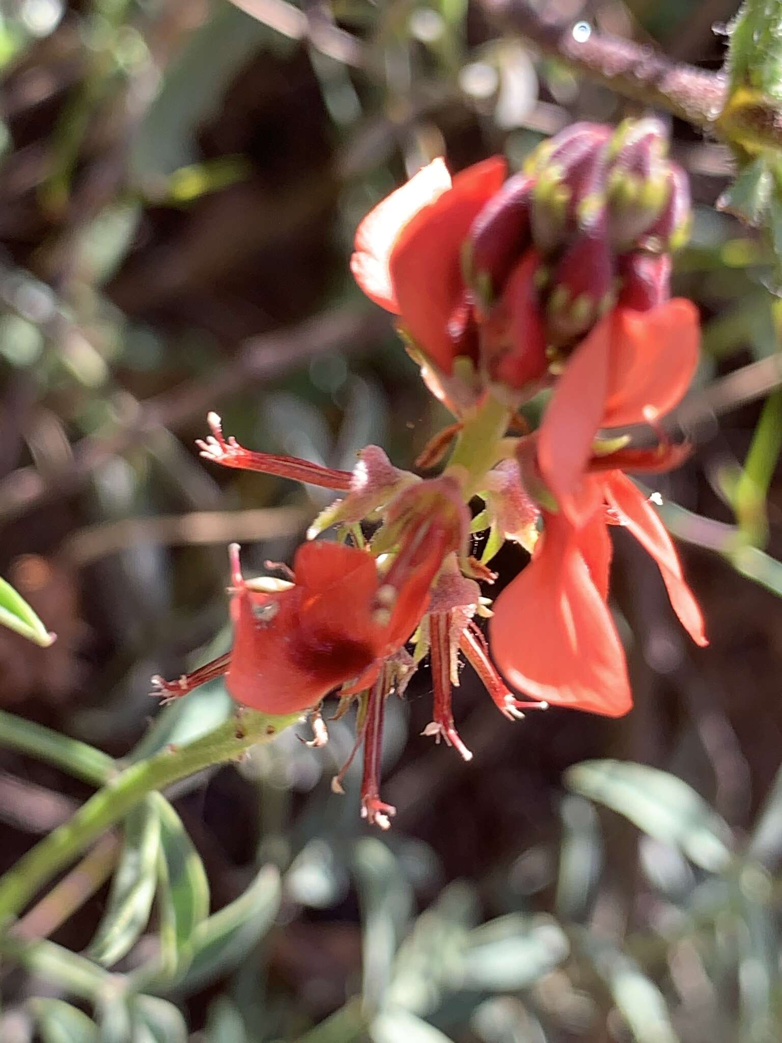 Слика од Indigofera complanata Spreng.