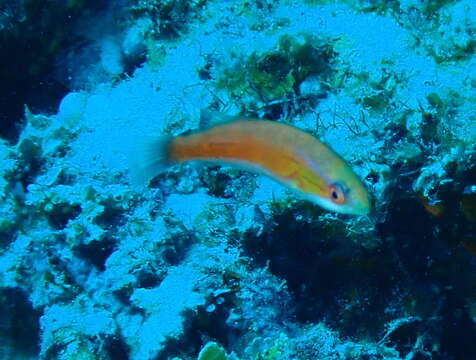 Image of Redtail flasherwrasse