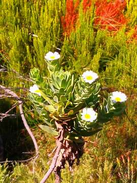 Imagem de Osmitopsis asteriscoides (L.) C. F. Less.