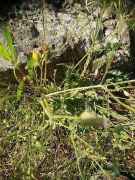 Image of Crepis pterothecoides Boiss.