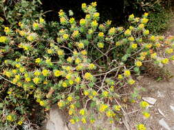 Слика од Euphorbia dendroides L.