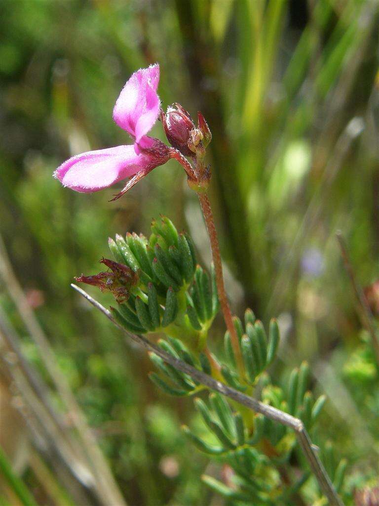 Слика од Indigofera quinquefolia E. Mey.