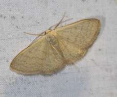 Image de Idaea uniformis Warren 1896