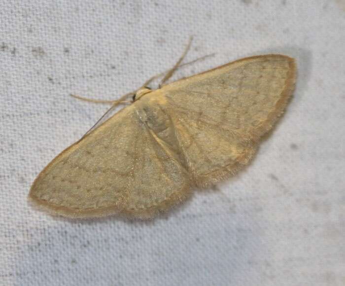 صورة Idaea uniformis Warren 1896