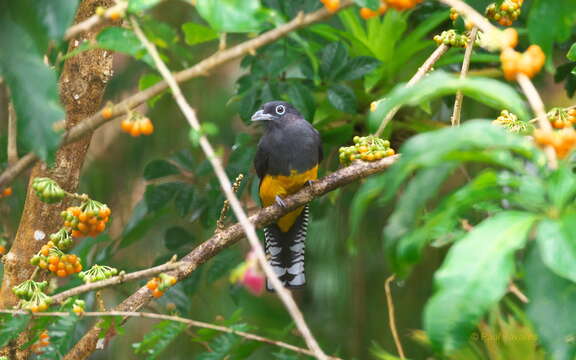 Imagem de Trogon viridis Linnaeus 1766