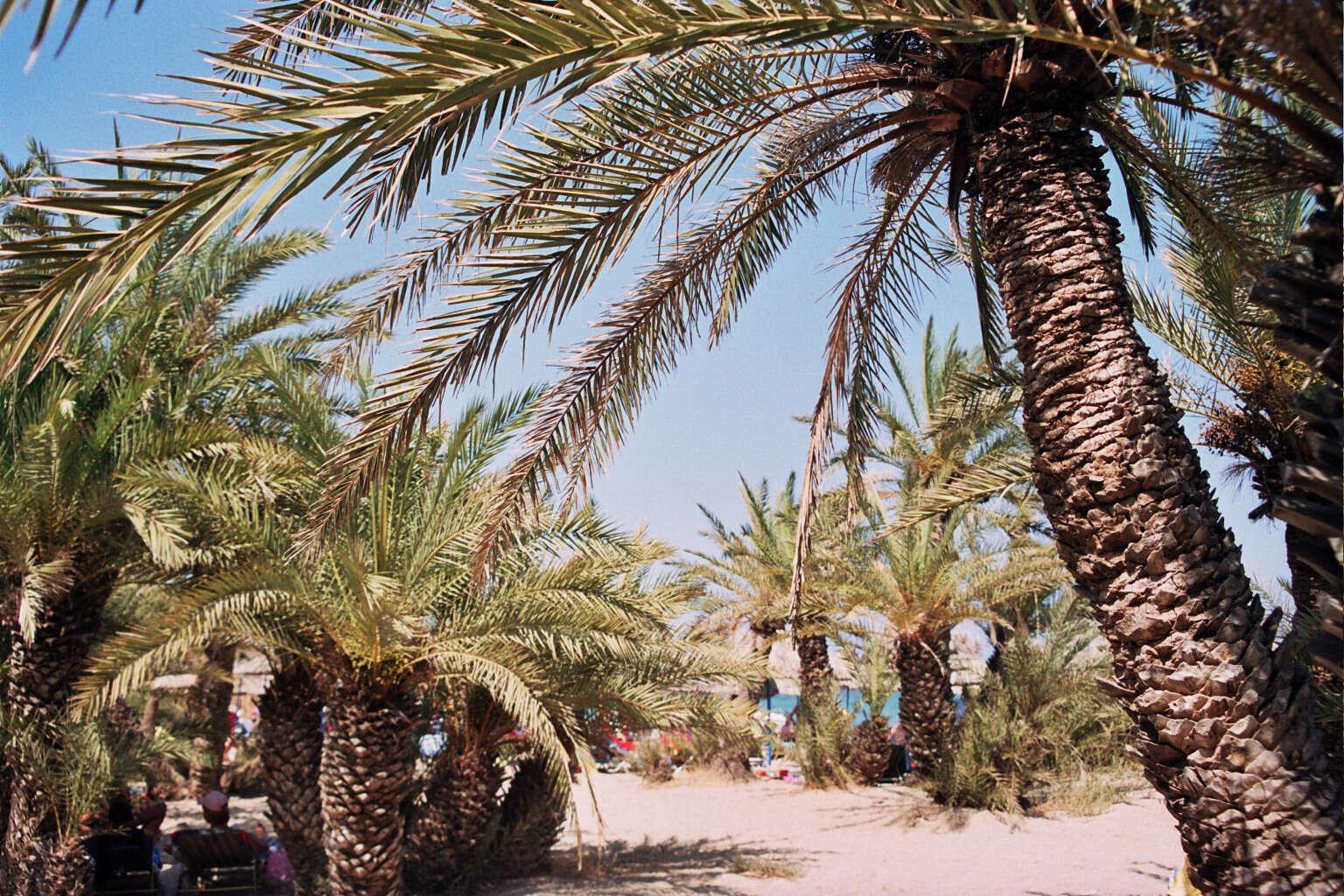 Image of Cretan Date Palm