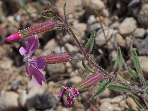 Image of Silene psammitis Spreng.