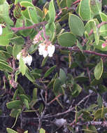 Arctostaphylos rudis Jepson & Wiesl. resmi