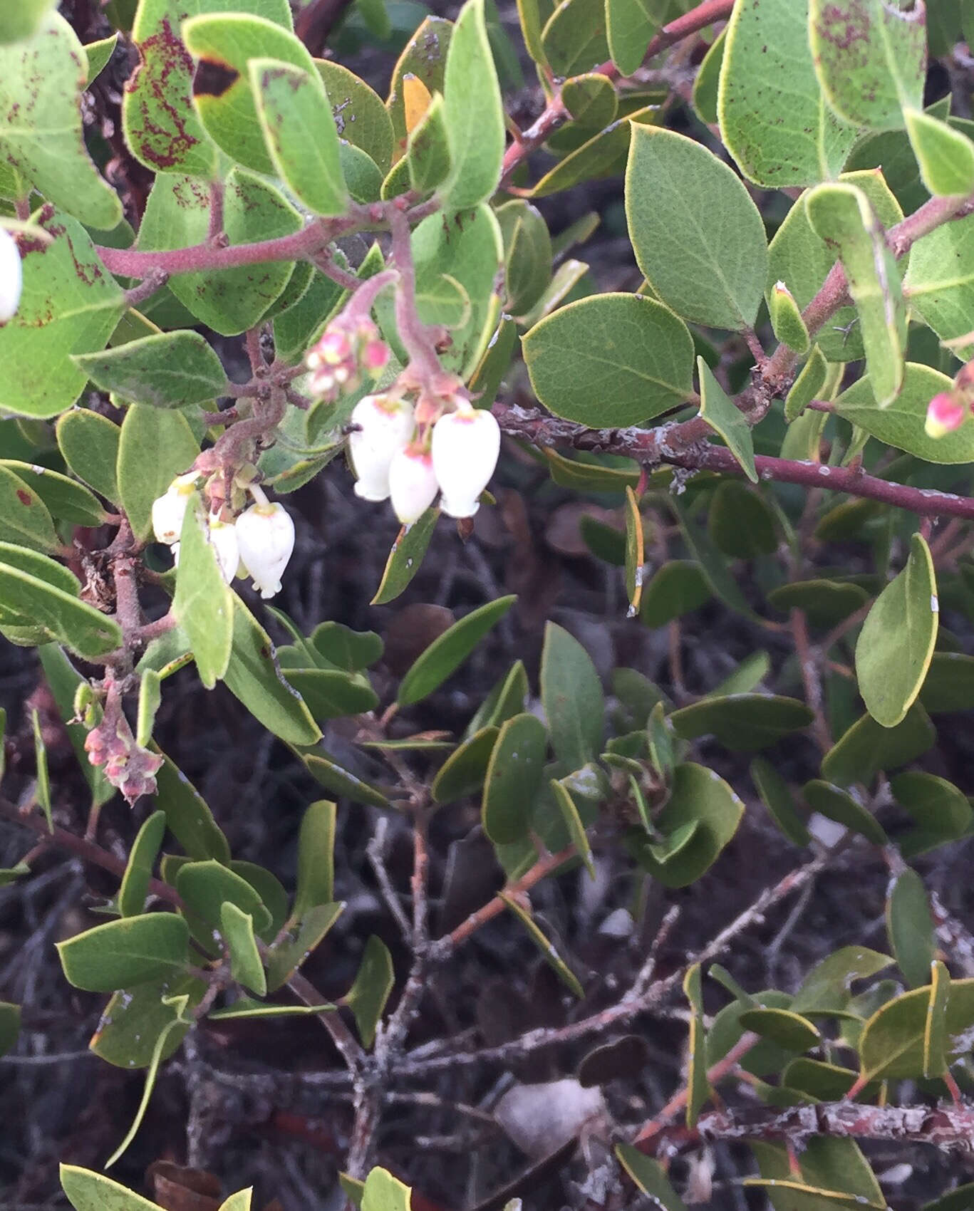 Image of shagbark manzanita