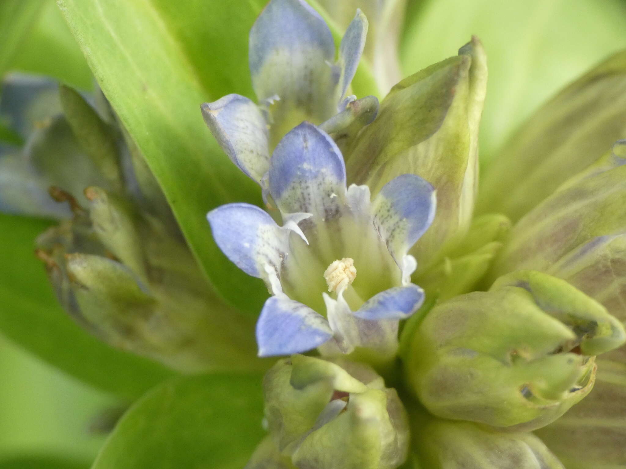 Image of Gentiana cruciata subsp. cruciata