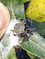 Image of Araneus horizonte Levi 1991