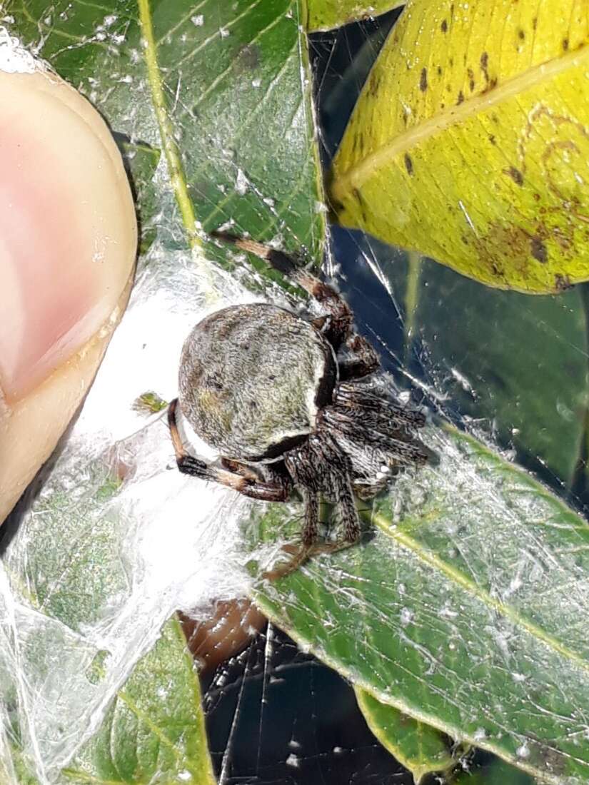 Image of Araneus horizonte Levi 1991