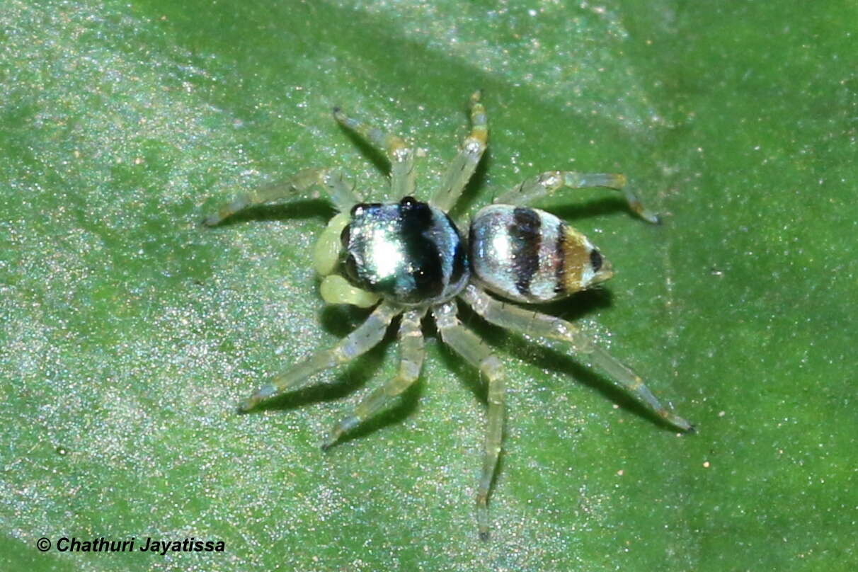 Image of Phintella vittata (C. L. Koch 1846)