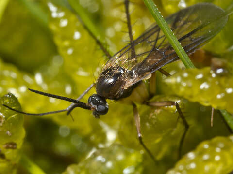 Image of Australosymmerus